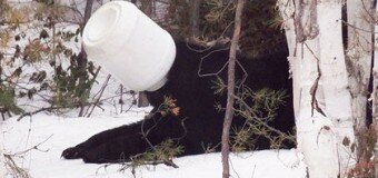В Канаде медведь был пленен пищевым контейнером