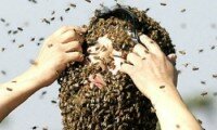 20 млн. пчел атаковали проезжую часть в США