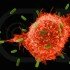 Британские ученые отследили пути перемещения раковых клеток