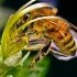 Американские пчелы будут роботизированы