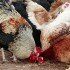 В Японии уничтожают тысячи куриц из-за птичьего гриппа