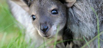 В Уфимском контактном зоопарке у кенгуру по кличке Руша появился детеныш