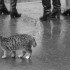 Из-за бешеной кошки в Башкирии объявлен карантин