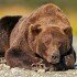 USA, Alaska, Katmai National Park, Brown bear (Ursus arctos)