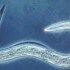 У микроскопических червей нашли мышление и свободу воли — ученые