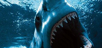 Пенсионерка погибла от зубов акулы