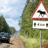 В Алтайском крае водители губят лосей на дорогах 