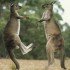 Eastern Grey Kangaroo (Macropus giganteus) pair fighting, Kangaroo Island, Australia