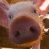 Американские ученые изучают воздействие взрывной волны на свиньях