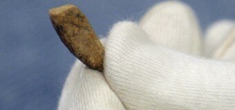 Найден человеческий зуб, которому приблизительно 560 000 лет